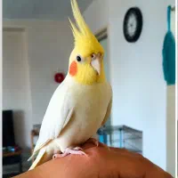 یک جفت عروس هلندی مولد