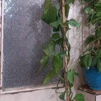 گل پطوس
