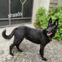 گمشده مریضه حیوان و دارو میخوره