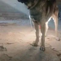 سگ سرابی|سگ|شهرکرد, |دیوار