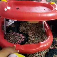 روروعک