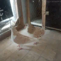 کبوتر ساده هفترنگ