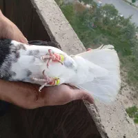 افشون