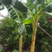 نهال موز