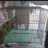 معاوضه قفس پرنده با قناری ماده
