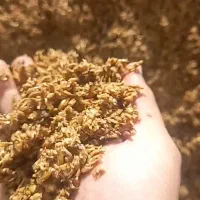 فروش تفاله جو و گوجه ۸۵۰۰ خوراک دام