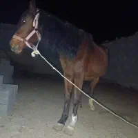 فروش اسب