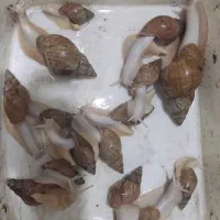 حلزون