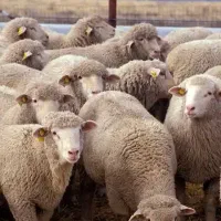 ذبح گوسفند