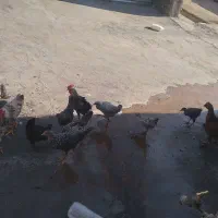 جوجه مرغ