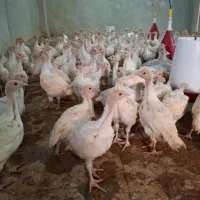 بوقلمون بیوتی ۶