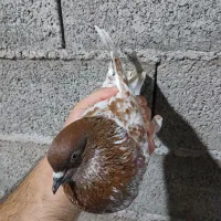 کفتر|پرنده|خمام, |دیوار