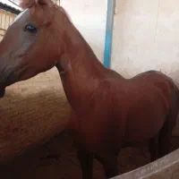 فروش اسب