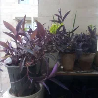 گل طبیعی