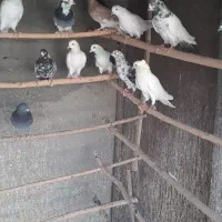 به علت کمبودجاه