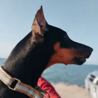 واگذاری سگ دوبرمن