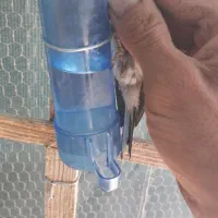 جوجه سهره منطقه گوغر