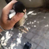 جوجه برهما اصل اصل