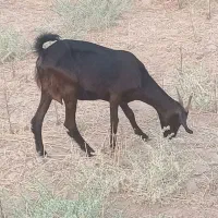 بز با کهره نر درشت