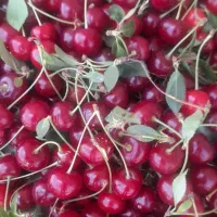 آلبالو ارگانیک