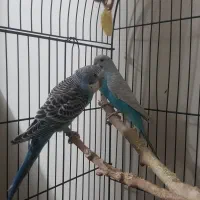 دوتا مرغ عشق  آبی