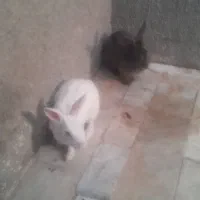 خرگوش جفت