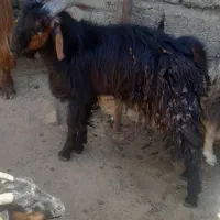 بزغاله