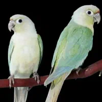 آکهی ۱۰۰هدیه ردبانگ