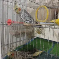 عروس هلندی مرغ عشق
