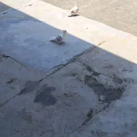 ۲ عدد
