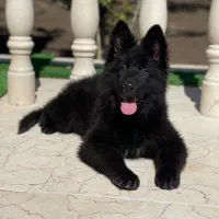 ژرمن بلک ماده دو ماهه
