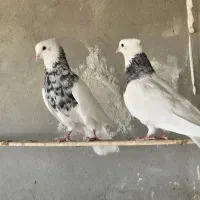 طوق الماسی