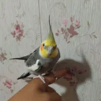 عروس هلندی نر همراه با وسایل