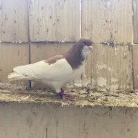 شهری|حیوانات|شیراز, کفترک|دیوار