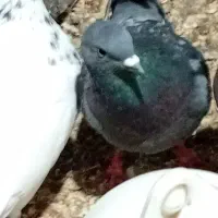 کبوتر|پرنده|چاف و چمخاله, |دیوار
