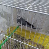دو جفت کار داده عروس