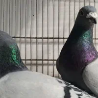 دوبر|پرنده|اردبیل, |دیوار