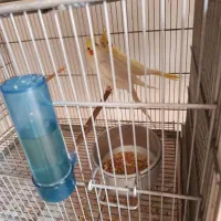 چهار جفت نرماده کار داده