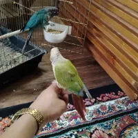 یک جفت گرینچیک نر و ماده اماده برای جفت زدن