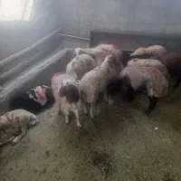 دام زنده محمدشهر