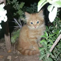 واگذاری رایگان بچه گربه (توضیحات خوانده شود)