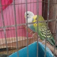 مرغ عشق