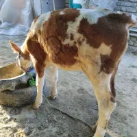 باسلام گوساله ماده