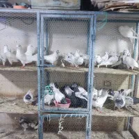 کبوتر پرشی