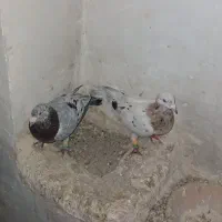 کبوتر|پرنده|خرمدشت, |دیوار