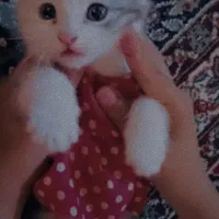 بچه گربه ملوس بریتیش