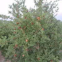 باغچهای نقلی و زیبا در الوسجرد