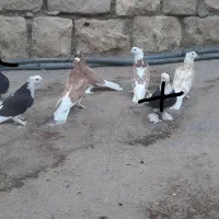 سه جفت کبوتر شازده