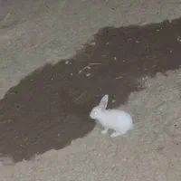 خرگوش سفید چشم قرمز
