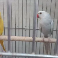 جفت ملنگو استثنایی و زیبا